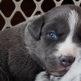 Boy 1 - Dilute blue Australian Shepherd puppy in Plymouth, Maine from Aussiewaymini
