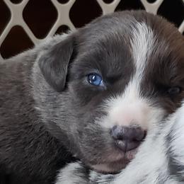 Boy 1 - Dilute blue Australian Shepherd puppy in Plymouth, Maine from Aussiewaymini