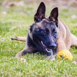 Belgian Malinois and Labrador Retriever Puppies from Elite Canine Training & Outfitters