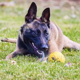 Belgian Malinois and Labrador Retriever Puppies from Elite Canine Training & Outfitters