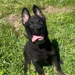 Green collar - Bi-color female German Shepherd puppy in Canterbury, Connecticut from Nachtwaechter German Shepherds, LLC
