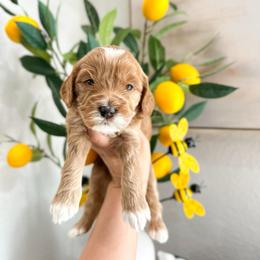 HONEY - Caramel red female Australian Labradoodle puppy in Palmdale, California from Heavenly Doodles