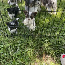 Biewer Terrier Puppies from Dillard’s Dawgs