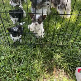 Biewer Terrier Puppies from Dillard’s Dawgs