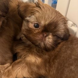 Chanel - Liver female Shih Tzu puppy in Galveston, Texas from 🌗 New Moon Shih Tzu 🌗