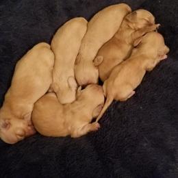 Dachshund Puppies from Chadwick Farms Mini Dachshunds