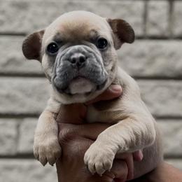 French Bulldog Puppies from Mid Coast Frenchies