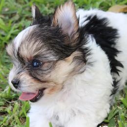Yorkshire Terriers from The Ritz Carlton Yorkies
