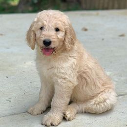Goldendoodles, Poodles, and Yorkipoos from Morris Doodles Virginia