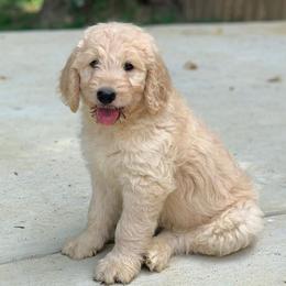 Goldendoodles, Poodles, and Yorkipoos from Morris Doodles Virginia