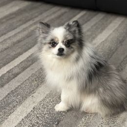 Bosco - Pomeranian