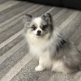 Bosco - Pomeranian