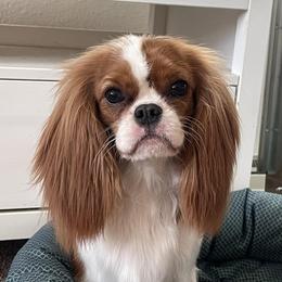 Tamara - Cavalier King Charles Spaniel