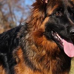 German Shepherds and Newfoundlands from Tampa Bay Farm