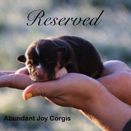 Dottie - Black and tan female American Corgi puppy in Scio, Oregon from Abundant Joy Corgis