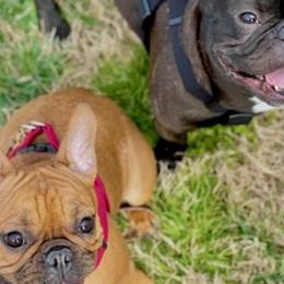 French Bulldogs from Poole Bulldogs
