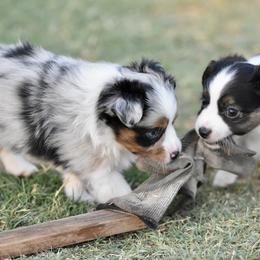 Ellis - Blue merle male Toy Australian Shepherd puppy in Wichita Falls, Texas from Shooting Stars Ranch Toy and Mini Aussies