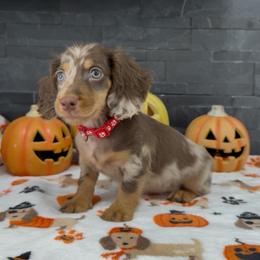 Duke - Dapple male Dachshund puppy in Goodyear, Arizona from AZ Royal Doxies llc