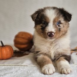 Rio - Red merle female Australian Shepherd puppy in Mountain Grove, Missouri from K Bar H Farms