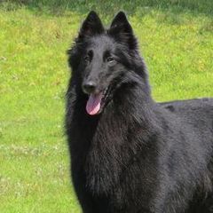 Belgian Sheepdogs from SumerWynd