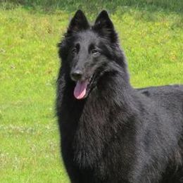 Belgian Sheepdogs from SumerWynd