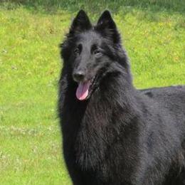 Belgian Sheepdogs from SumerWynd