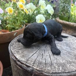 Simon - Black male Poodle puppy in Shoreline, Washington from Fluffy Poodles