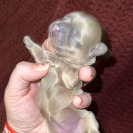 Shih Tzu Puppies from Lavender Lane Tzus