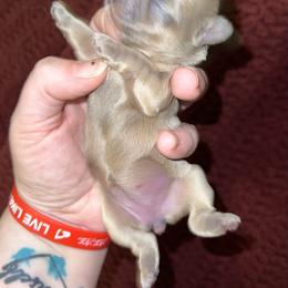 Shih Tzu Puppies from Lavender Lane Tzus