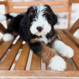 Bernedoodle and Irish Doodle Puppies from Boutique Bernedoodles & Co.