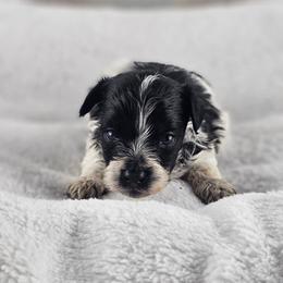 Tux - Black & white male Maltipoo puppy in Tuscola, Illinois from Dream on puppies