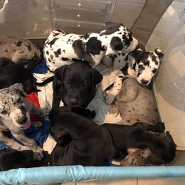 Great Dane Puppies from 5T Danes