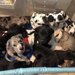 Great Dane Puppies from 5T Danes