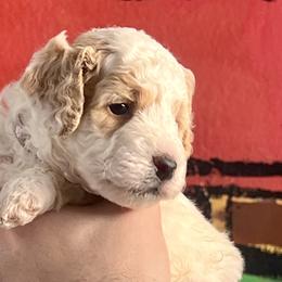 Goldendoodle Puppies from Kid's Best Doodle