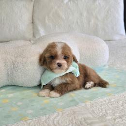 Luke - 1 lb 1 oz - Red  male Goldendoodle puppy in Floyd, Virginia from Hearts and Paws Poodles and Doodles