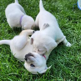Labrador Retriever Puppies from The Labradors of Sycamore Farms