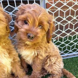 Zinfandel - Golden female Cockapoo puppy in Williamston, South Carolina from Sassy Bob’s Dogs