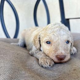 Oak - Cream female Poodle puppy in Tucson, Arizona from Desert Doodles + Poodles
