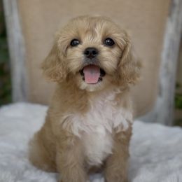 Madeleine - Apricot female Cavapoo puppy in Arlington, Texas from Van Haselen Poodles and Doodles