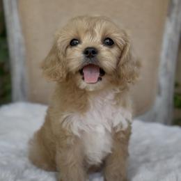 Madeleine - Apricot female Cavapoo puppy in Arlington, Texas from Van Haselen Poodles and Doodles