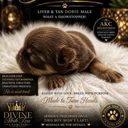 Bourbon - Liver male Shih Tzu puppy in Fairland, Indiana from Divine Shih Tzu of Fairland