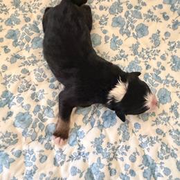 Piglet - Black tri-color male Australian Shepherd puppy in Caro, Michigan from White Tail Australian Shepherds