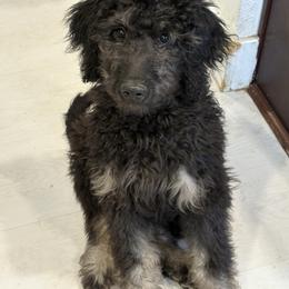 Raven - Black female Bernedoodle puppy in Beachwood, Ohio from Paws of the Vineyard