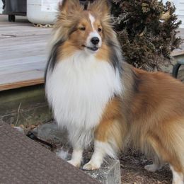 Shetland Sheepdog All Grown Up from Fox Point Farm Toy Shelties