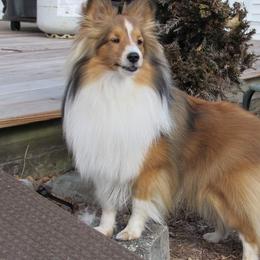Shetland Sheepdog All Grown Up from Fox Point Farm Toy Shelties