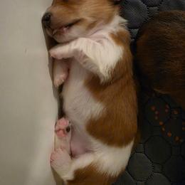 Daisy - Piebald female Dachshund puppy in Oklahoma from Wilkinson’s Waggish Weiner Dogs