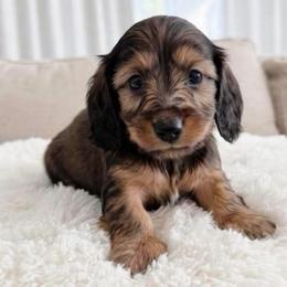 Beckley - Red male Dachshund puppy in Richmond, Virginia from Irresistible Dachshunds & Cavaliers