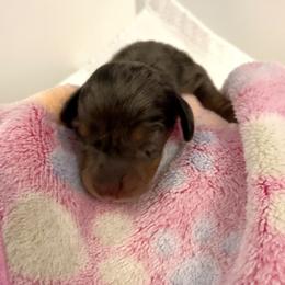 West - Dapple male Dachshund puppy in De Land, Florida from Pretty Painted Mini Doxies