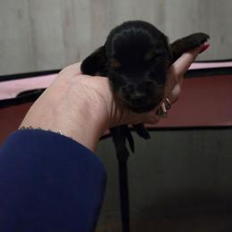 Blue - Black and tan male Dachshund puppy in Mulberry, Florida from J's Mini Dachshunds