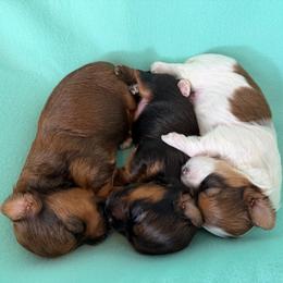 Boys - 3 boys in the litter - Red male Havanese puppy in Hillsboro, Virginia from Bella Dulce